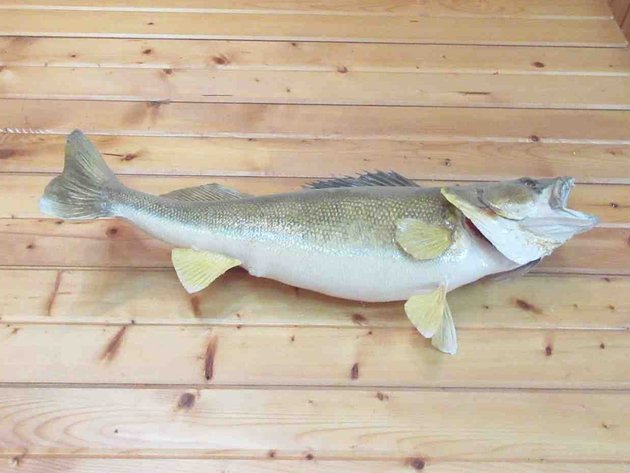 Image for Large fish mount