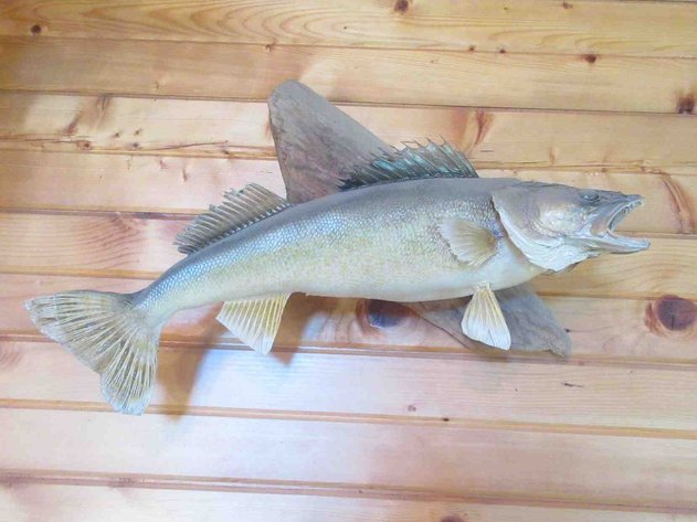 Image for Large fish mount