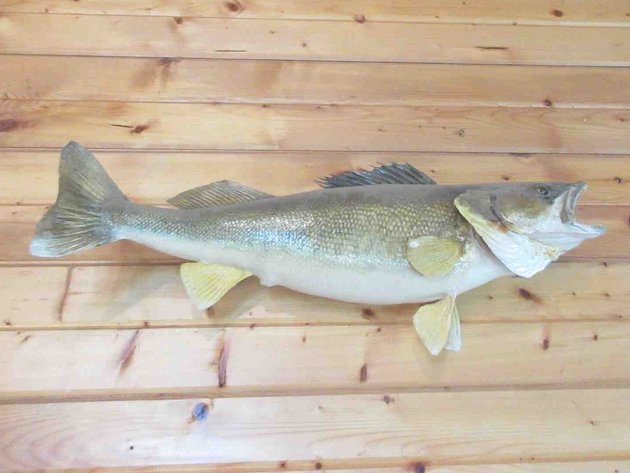 Image for Large fish mount