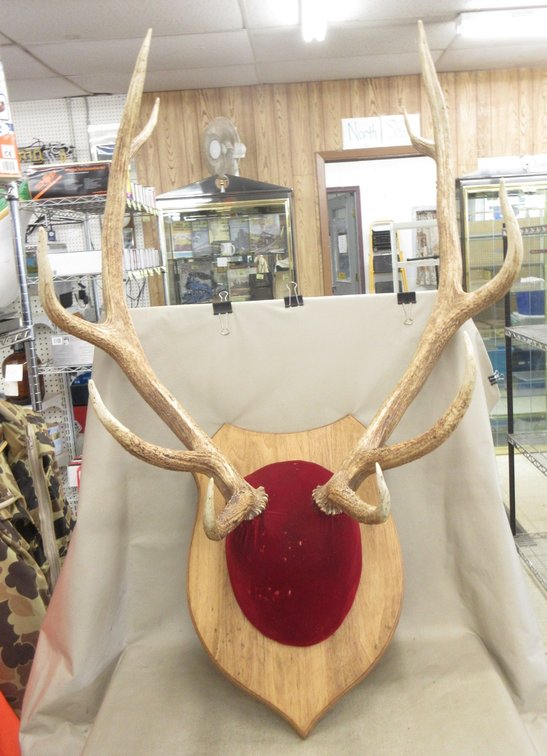 Mounted set of elk horns