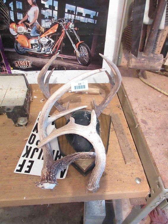 Group of deer horns