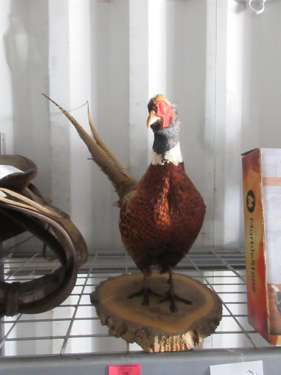 Taxidermy male pheasant