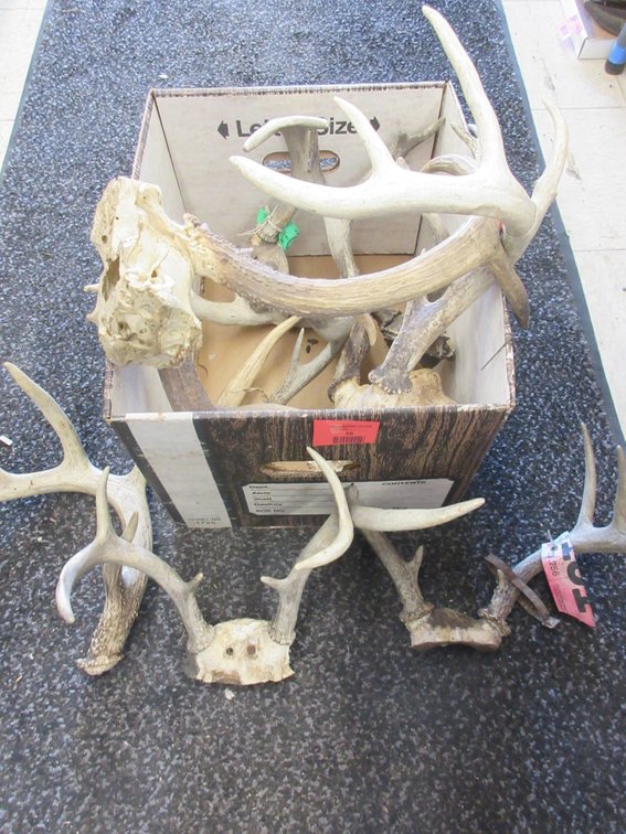 group of deer horns