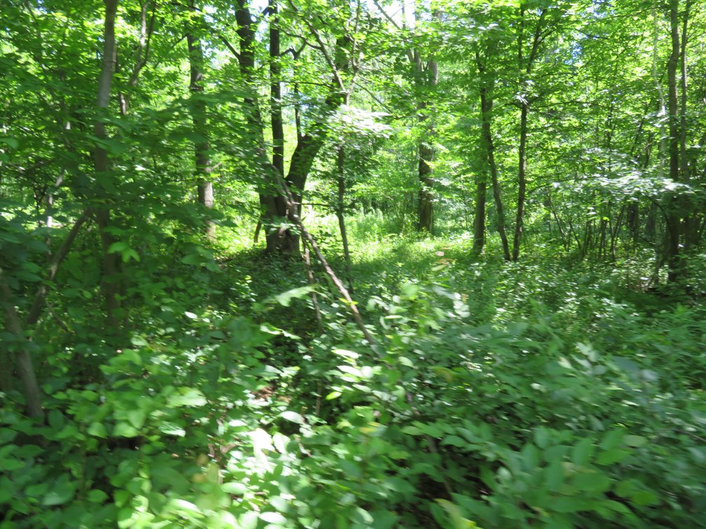 Image for 51+/- Acres of Prime Hunting Land - Absolute Auction