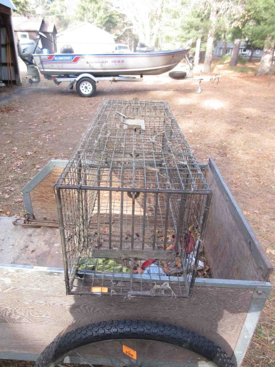 Live trap