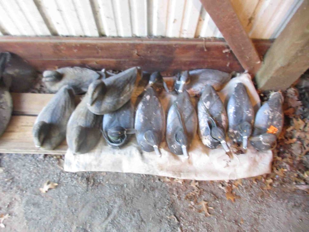 (12) Duck decoys