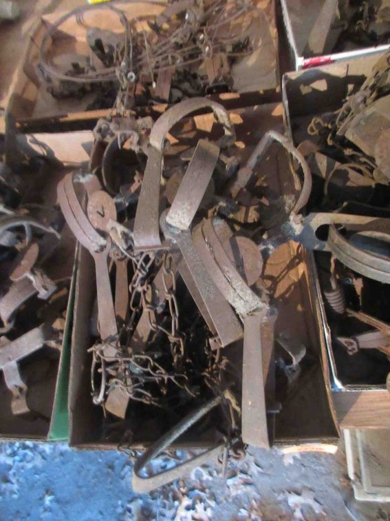 Group of foot hold traps
