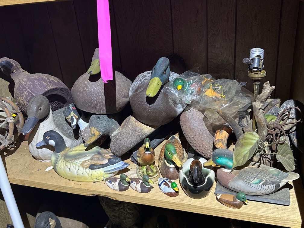 Ducks