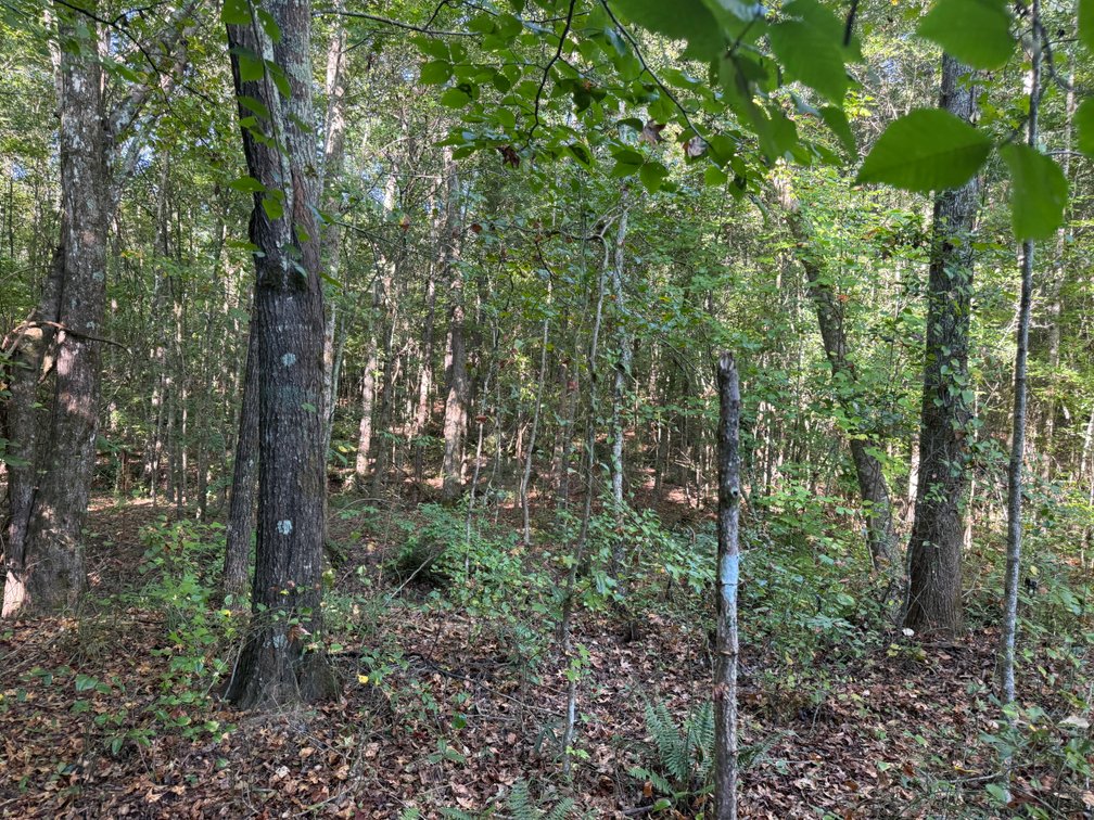 Image for Court Ordered Acreage Auction