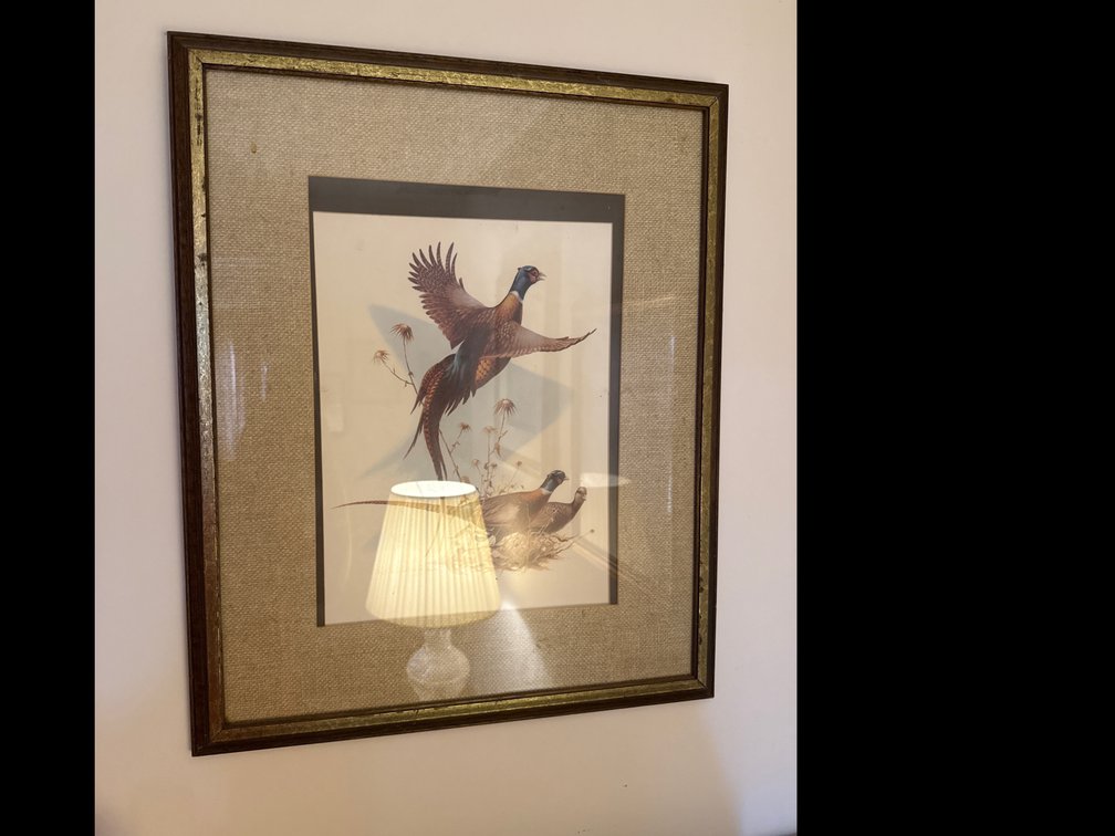 3 Pictures of Pheasant and Ducks 