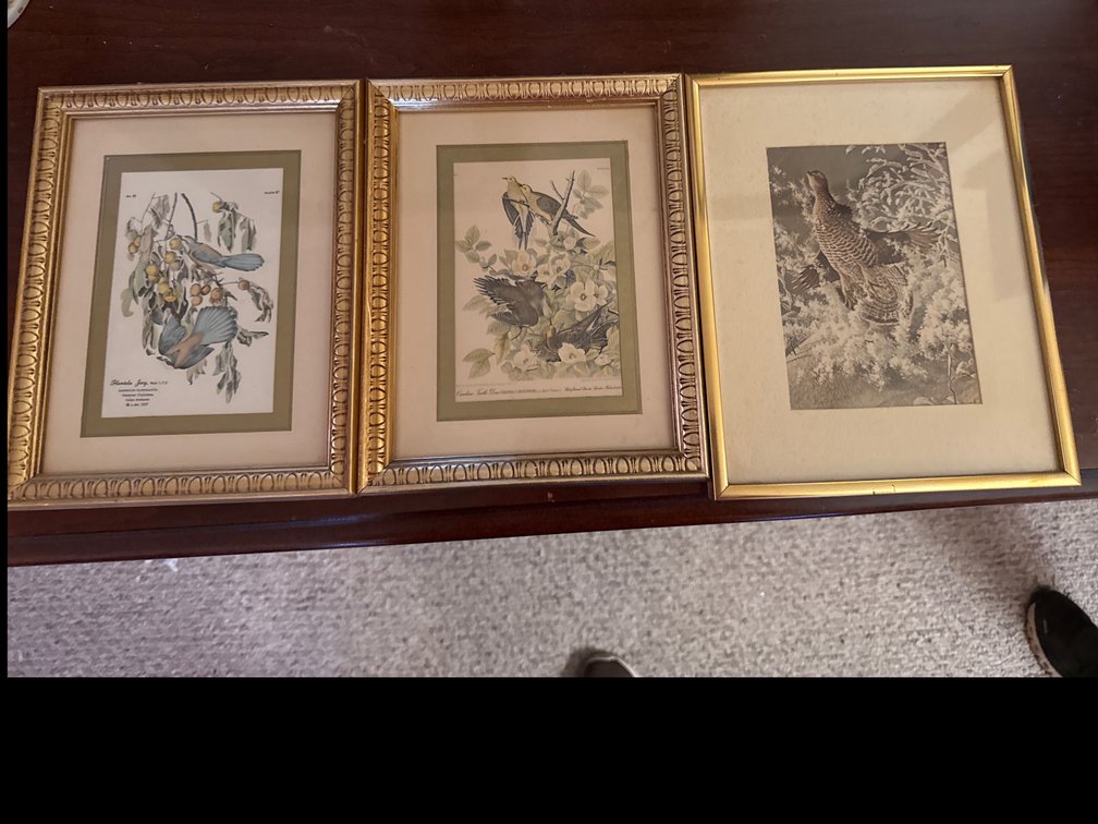 3 Small Bird Pictures 