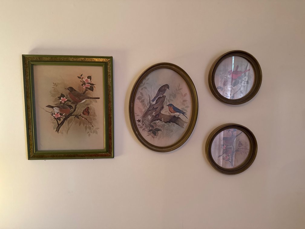6 - Pictures of Birds 