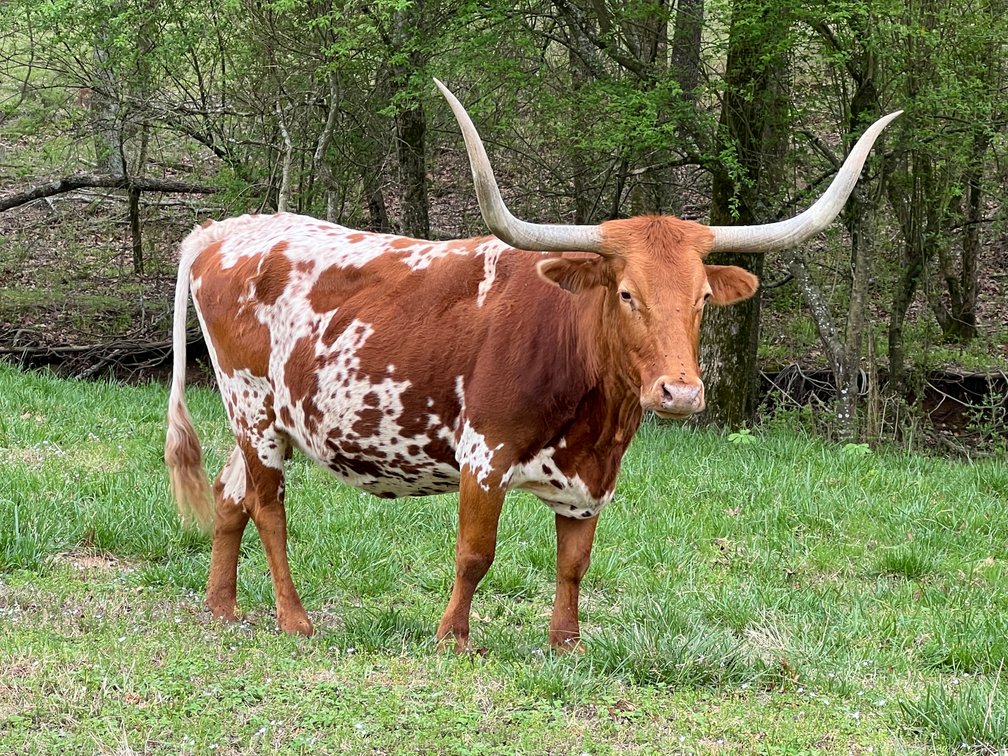 12 Longhorn Cows (4-12 Years Old) & 4 Calves (Sold as a Herd)