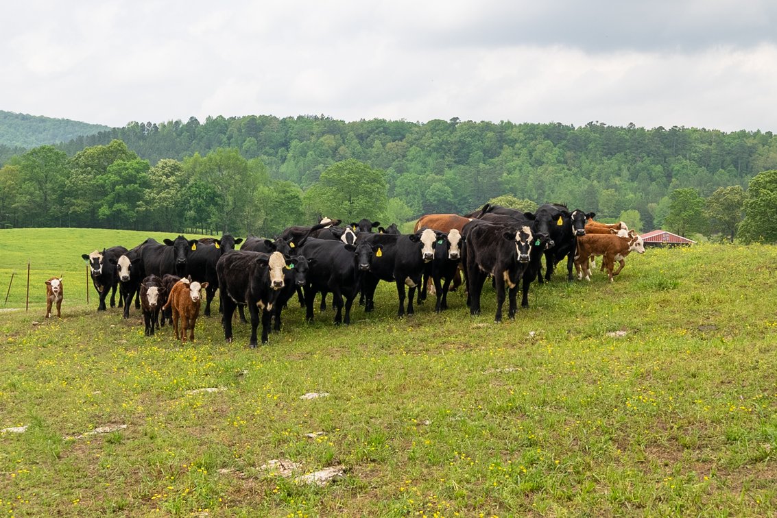 24 Black Baldie Cows (4 Years Old or Younger) and 9 Calves (Sold as a Herd)