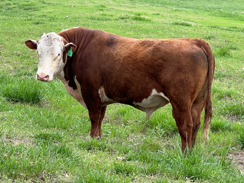 Registered 3-Year-Old Hereford Bull