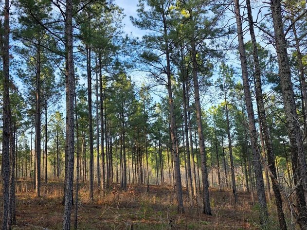 ONLINE ONLY NO RESERVE LAND AUCTION | HEBER SPRINGS, AR
