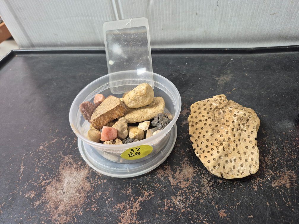 Fossilized coral, collectible stones+