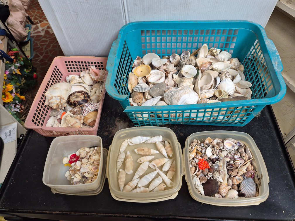 Seashells galore!