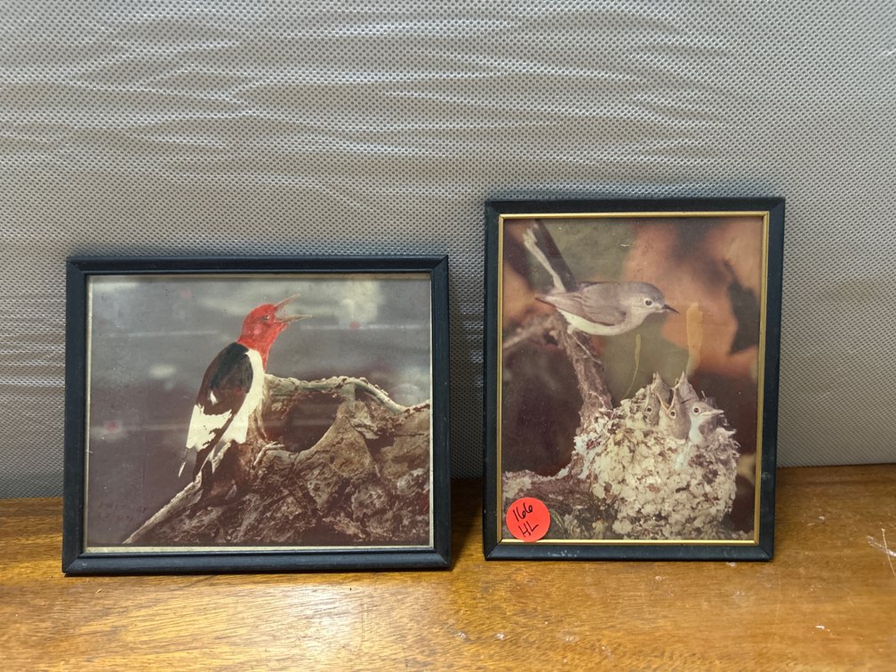 2 Framed Bird Pictures