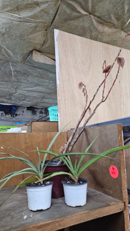 Spider plants/Begonia
