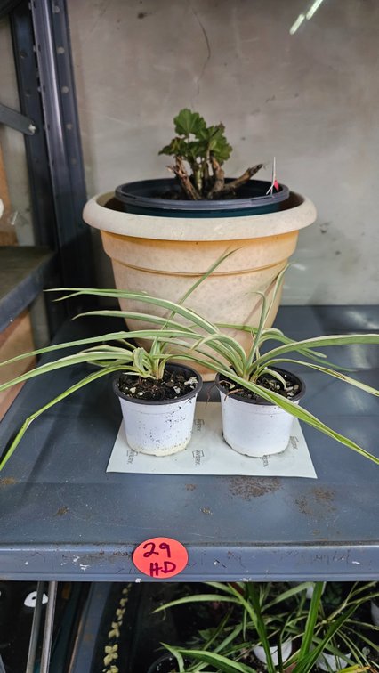 Spider plants/ geranium