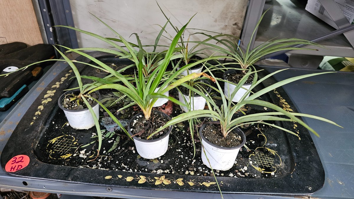 Spider plants/ vintage tray