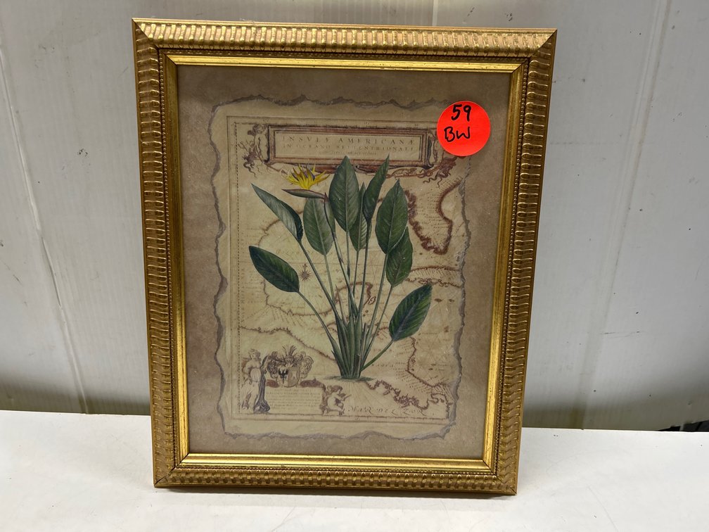 Birds of Paradise Framed Print