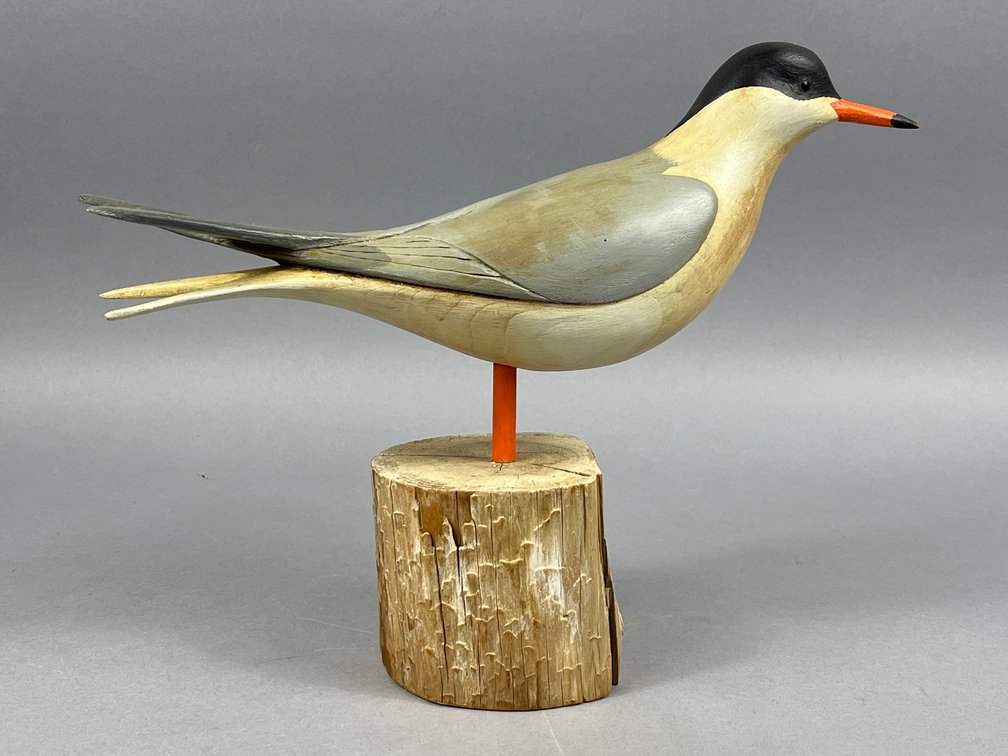 Tern by Steve Morey 