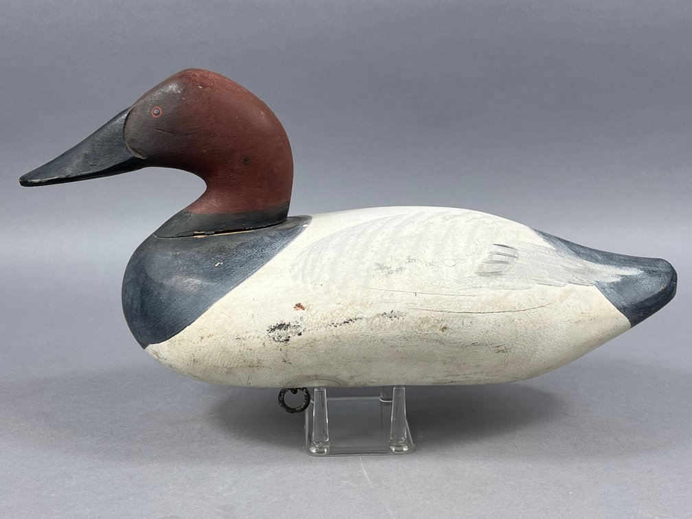 Canvasback by R Madison Mitchell