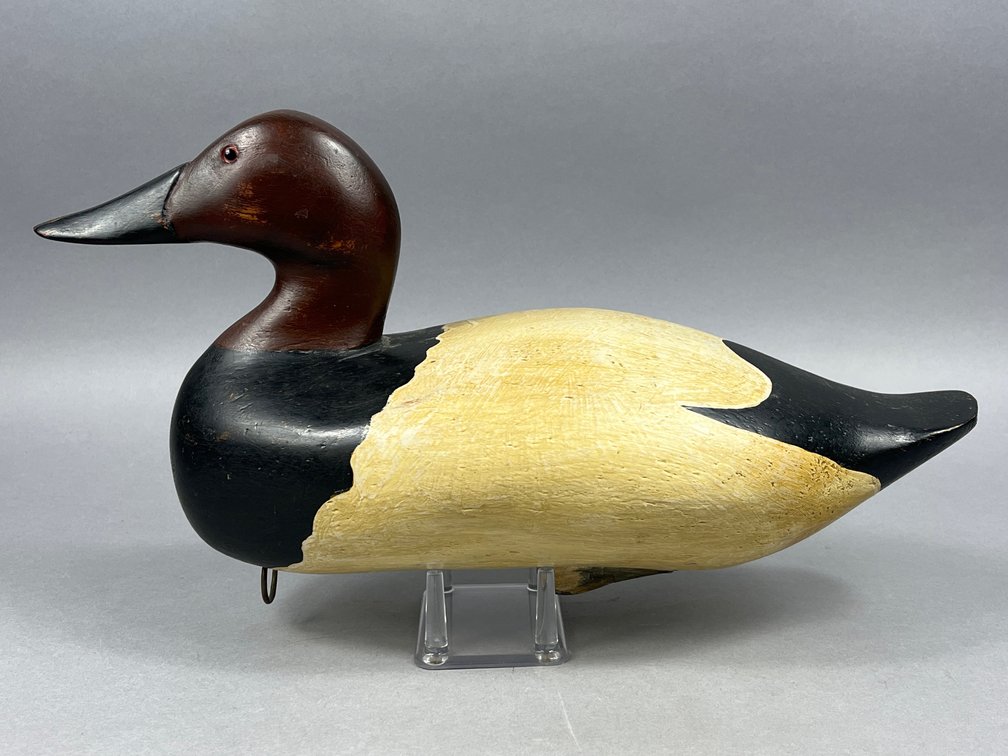 Canvasback from Upper Chesapeake Bay