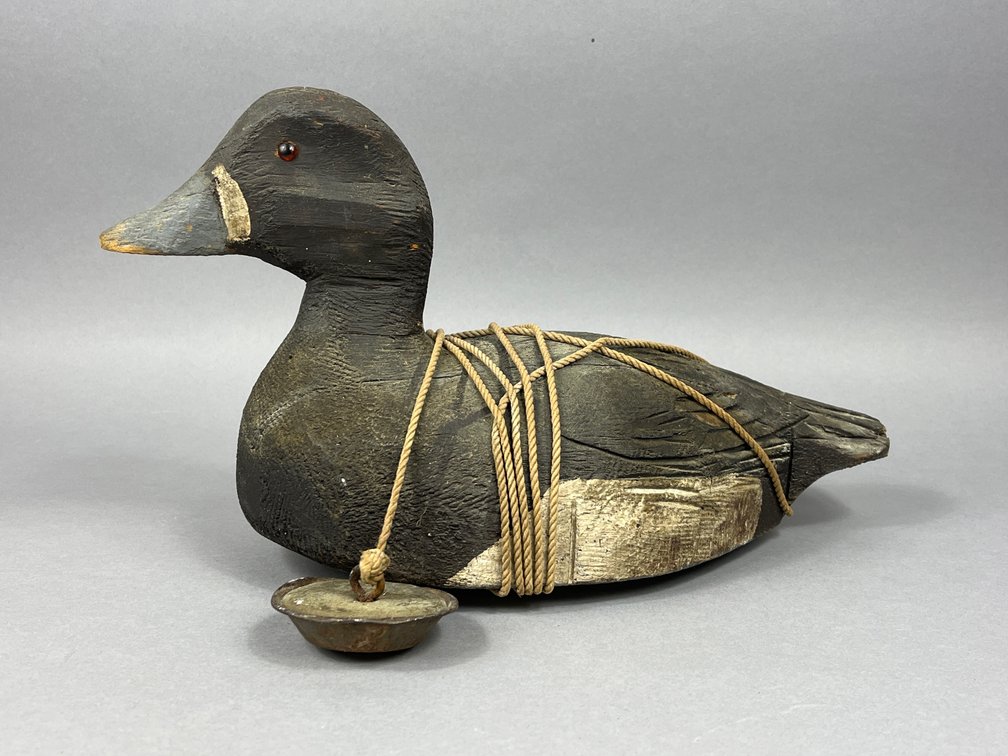 Bluebill from Quebec
