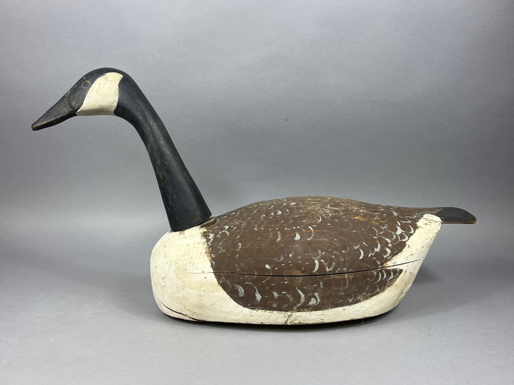 Roothead Canada Goose from NS 