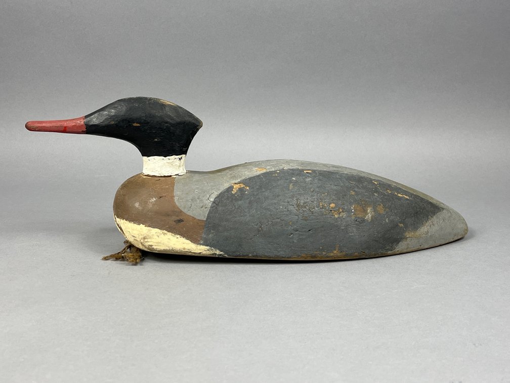 Merganser from Nova Scotia