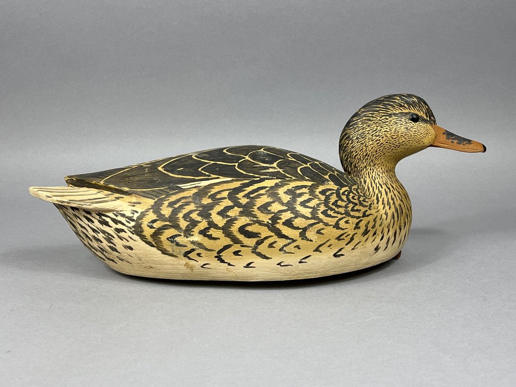 Hen Gadwall by Grayson Chesser 