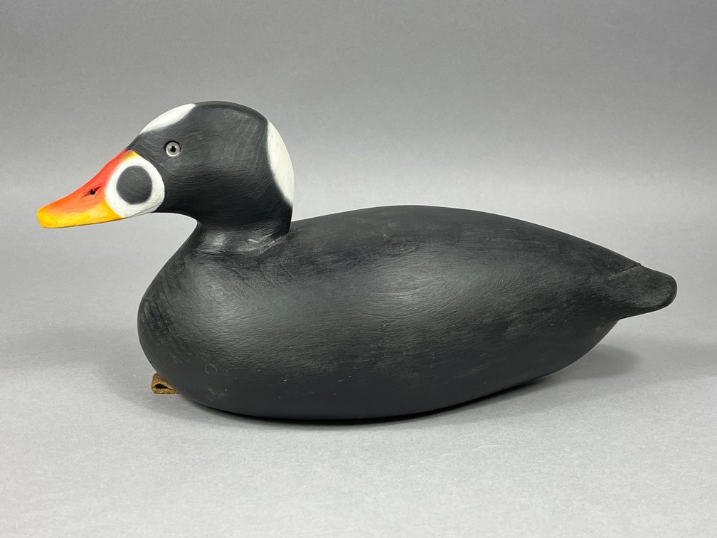 Surf Scoter by PG Ross 