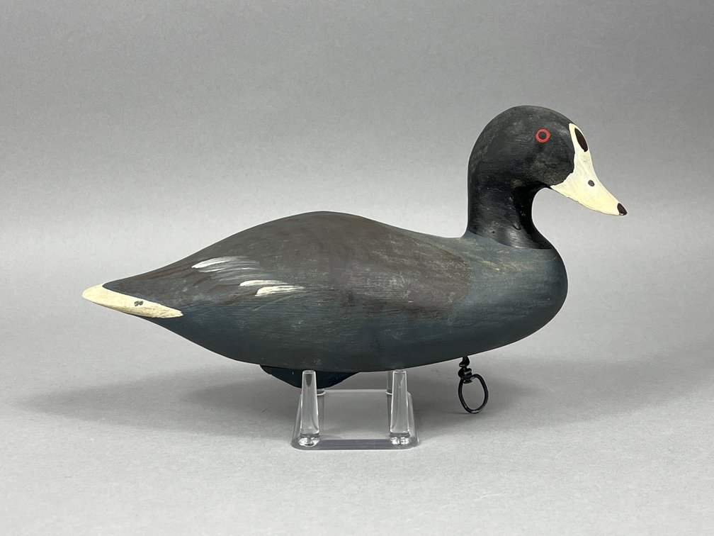 Coot by Capt Harry Jobes 