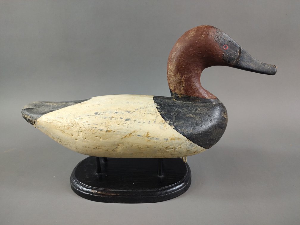 Canvasback by Thomas Bernard