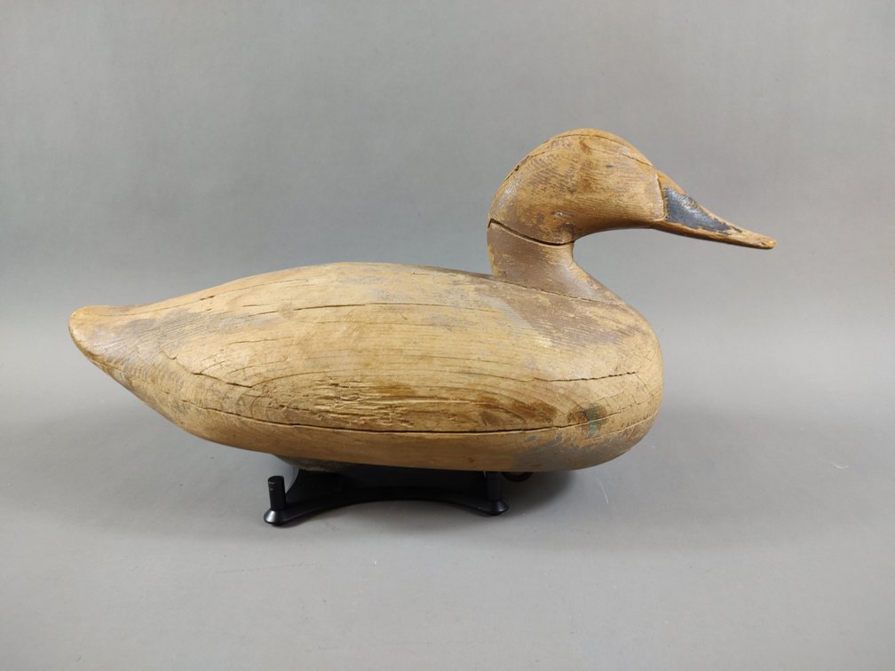 Hen Canvasback by Madison Mitchell 