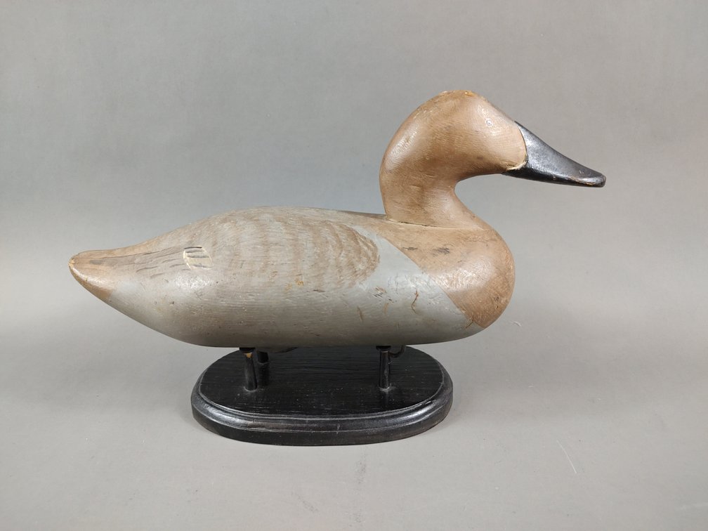 Hen Canvasback by Madison Mitchell 