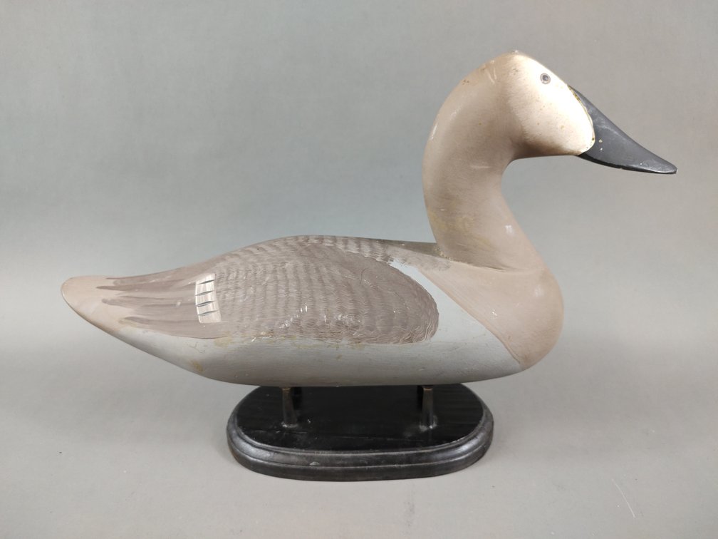High Head Canvasback from Havre de Grace