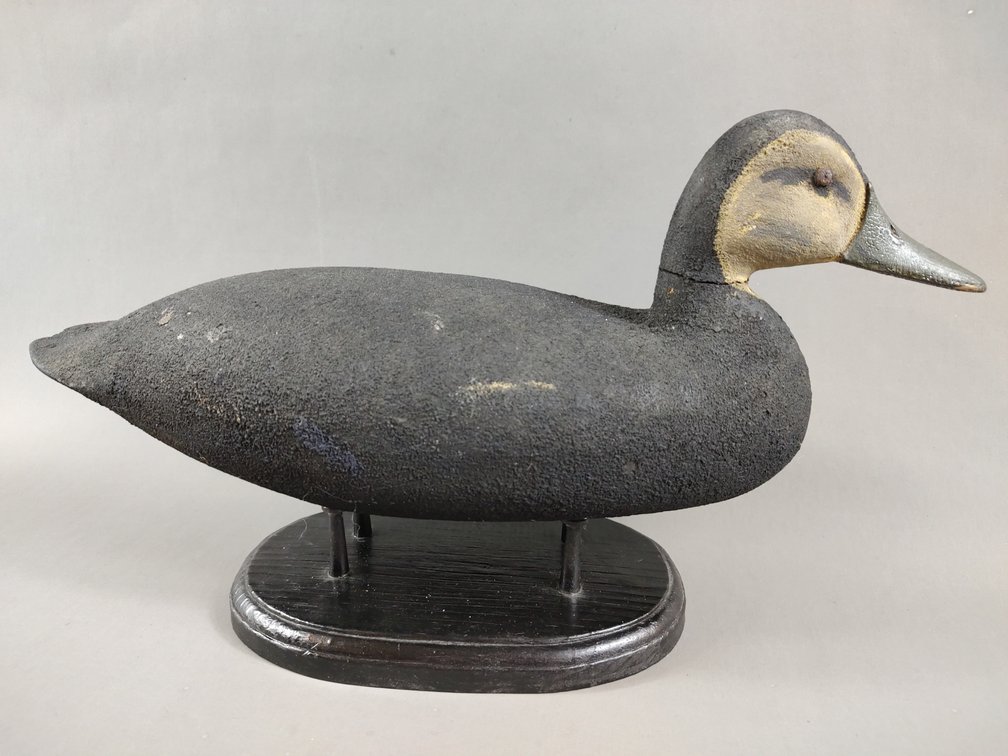 Black Duck from New Jersey 