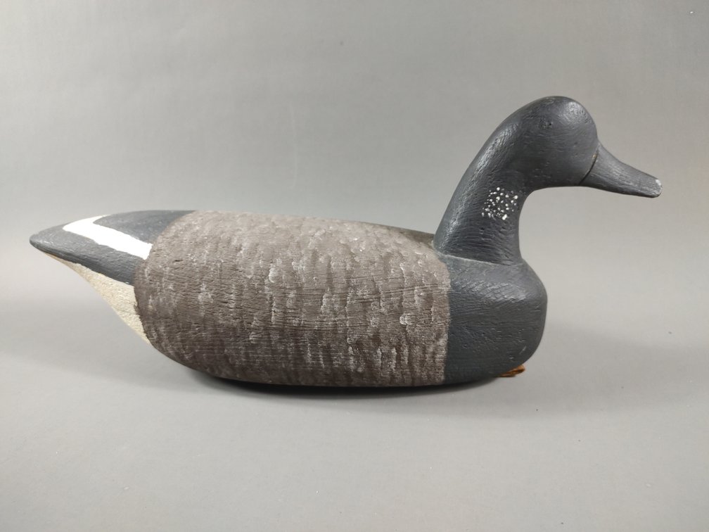 Brant from New Jersey 
