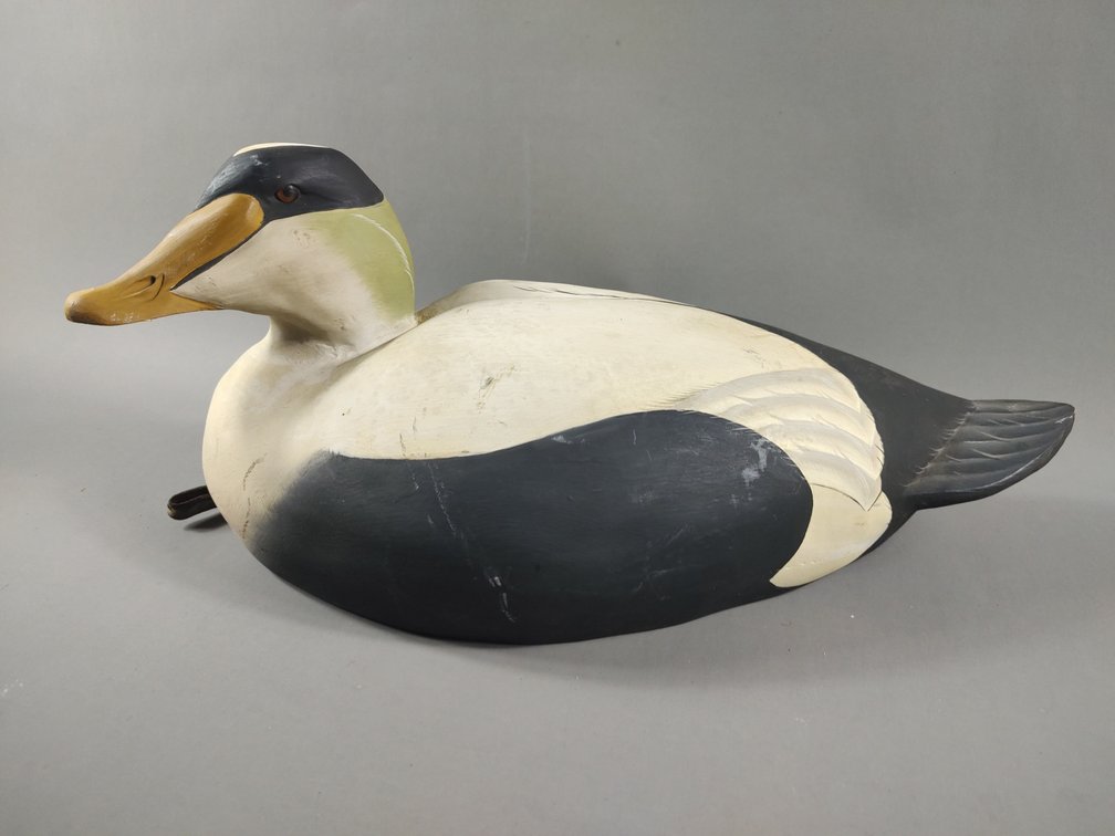 Common Eider by Stephen Brettell