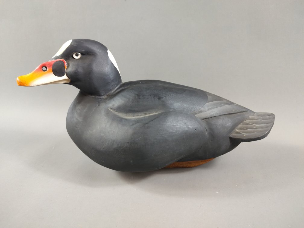 Scoter by Stephen Brettell