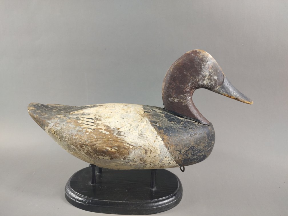 Canvasback from the Upper Bay