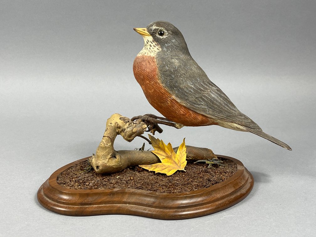Robin by John Anderson 