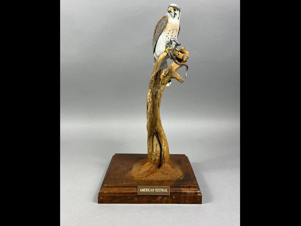 American Kestral by Gordon Hall 