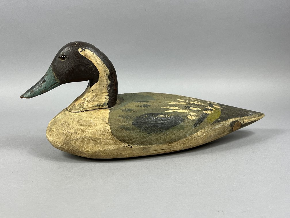 Pintail from Sterling Family 