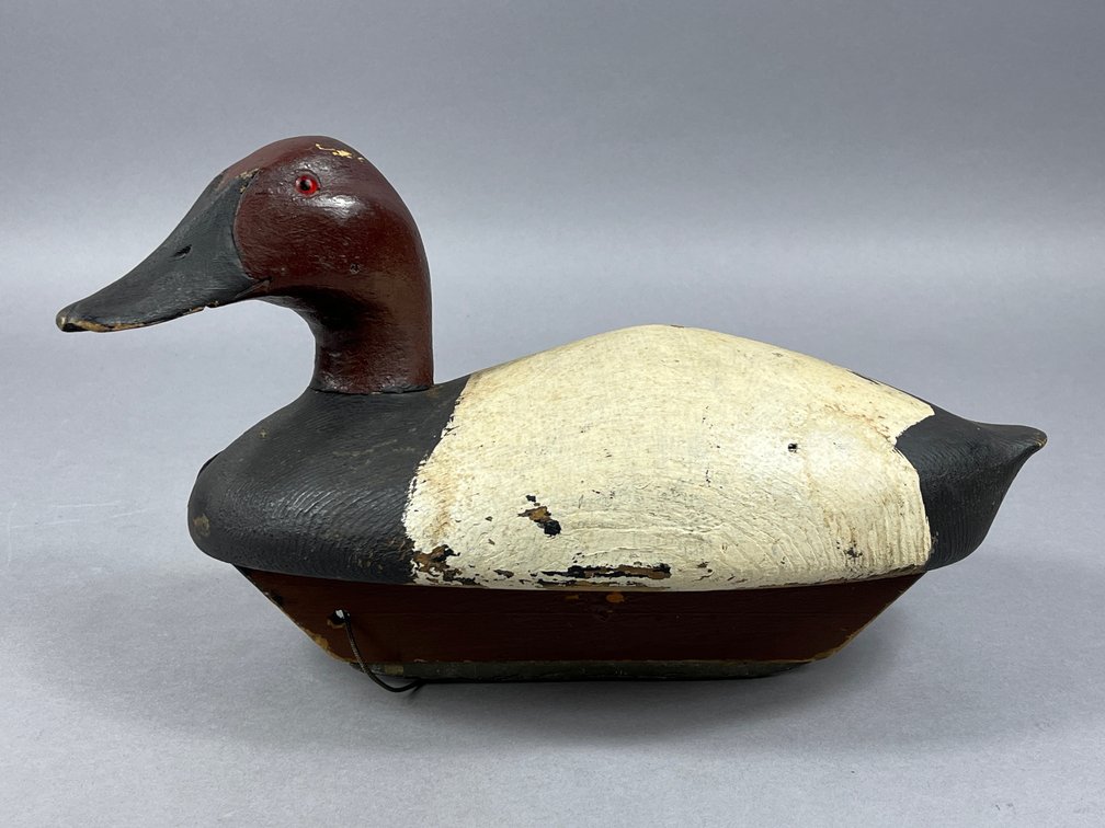Canvasback from Canada 