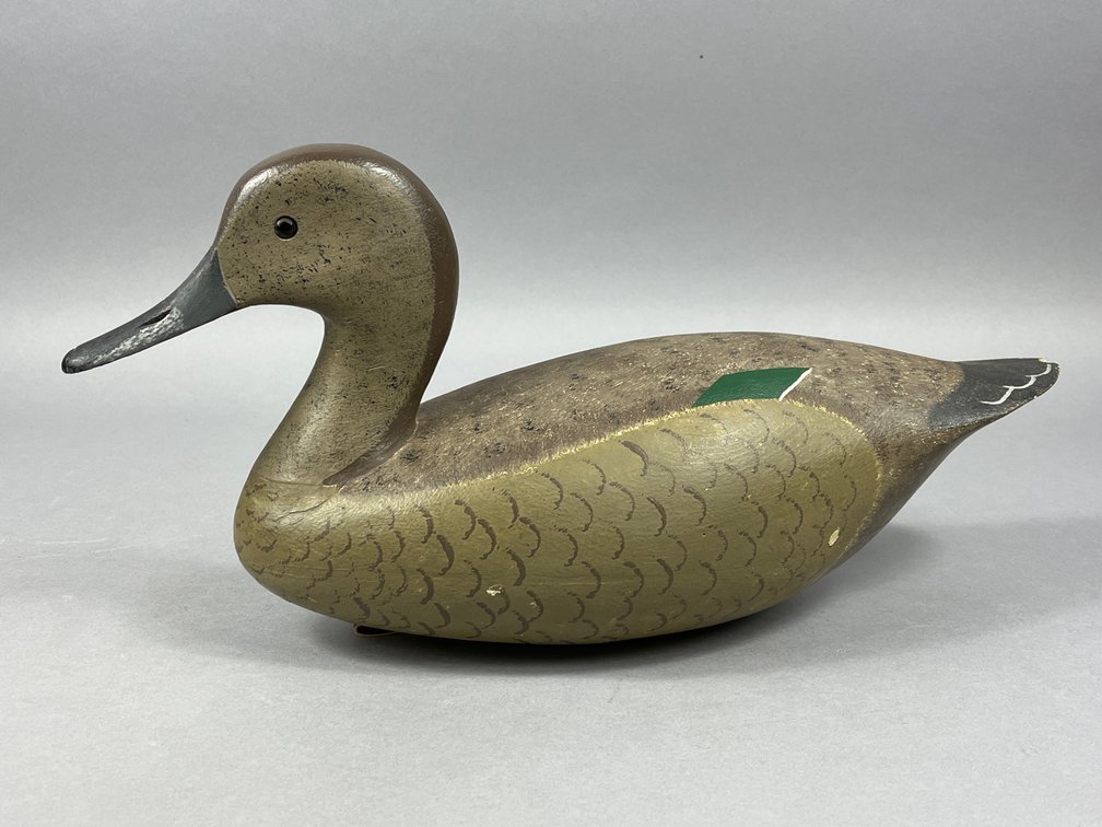 Pintail Hen by John Hamilton 
